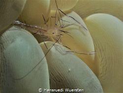 Bubble coral shrimp
Vir philippinensis by Hansruedi Wuersten 
